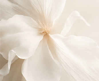 Delicate veined petals against warm sand backdrop