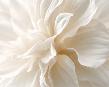 Layered cream petals in soft natural light